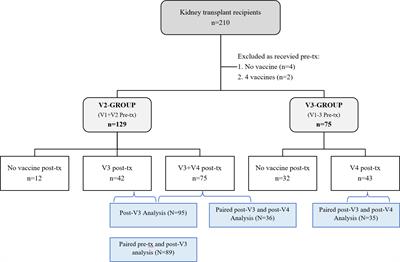 Lack of seroresponse to SARS-CoV-2 booster vaccines given early post-transplant in patients primed pre-transplantation